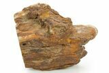Triassic-Age Petrified Wood Log - Madagascar #379250-1